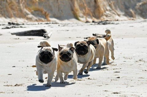Suddenly: Pugs. .. Pugs are like if bread came to life