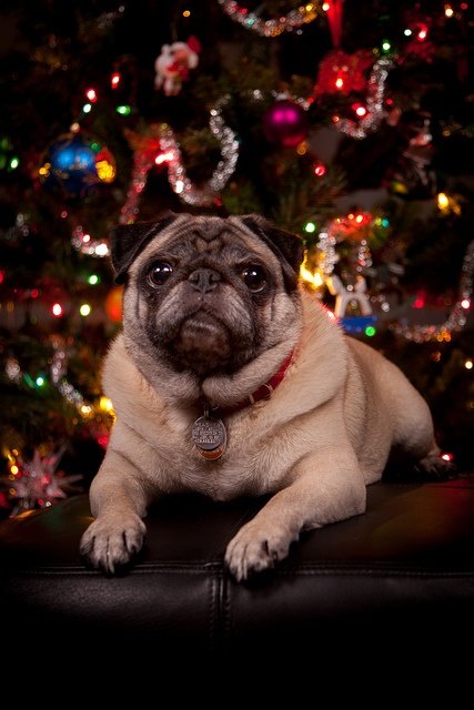 Suddenly: Pugs. .. Pugs are like if bread came to life