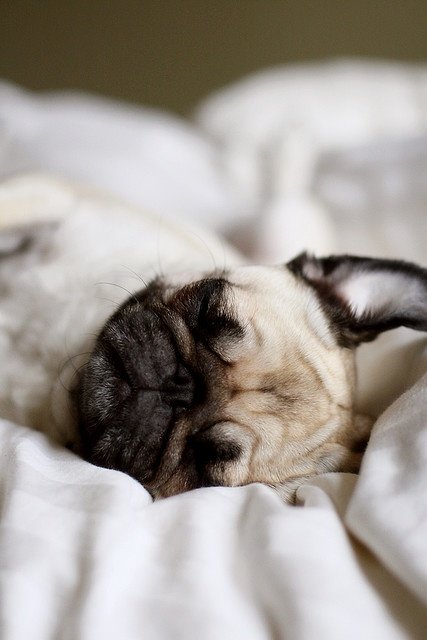 Suddenly: Pugs. .. Pugs are like if bread came to life