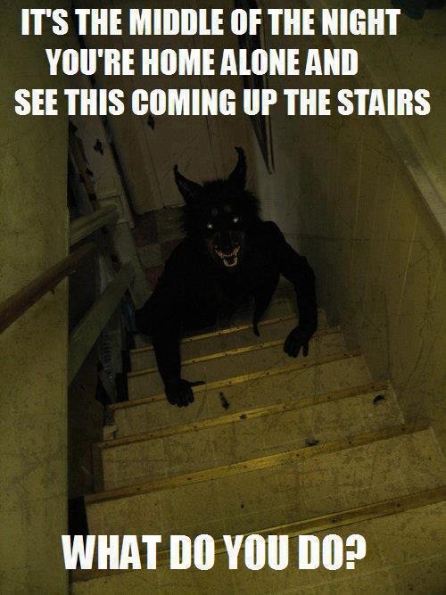 Wat do? Wat do?. My plan of action: >Freak the out, like, seriously just go >Yell at the top of my lungs at it for no good reason >Wait for it to get close eno