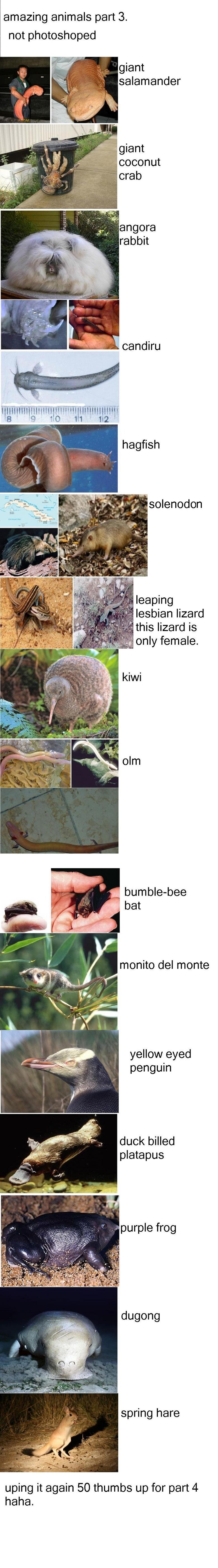 weird animals part 3 weird animals part 3. /funny_pictures/412346/weird+animals+part+4/<br /> thats part 4<br /> under is one<br /> /funny_pictures/408091/weird+an