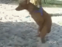 Wanker dog...