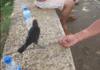 A crow asks for water