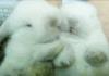 Adorable Bunnies