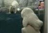 Attack of the Polar Bears