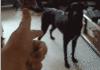 Awesome dog trick