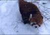 Red panda in snow