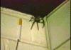 Awesome Spider