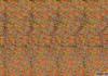 Animated Stereogram