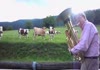 Also a cow needs to Music