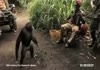 Apes and chimps