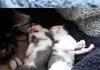 awwwww little kittys