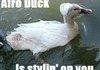 Afro Duck