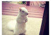 Albino squirrel
