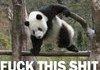 Awesome Panda