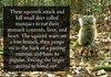 AAH! DEATH SQUIRRELS!