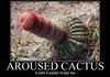 aroused cactus