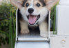 A Corgi In A Mailbox
