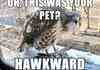 Hawkward!