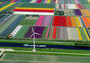 A Majestic Tulip Farm in Netherlands