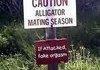 Alligator Mating Season