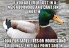 actual advice mallard