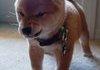 Angry Dog is Angry
