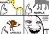 Animals