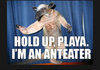 Anteaters
