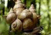 A Rich Snail