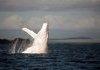 An Albino Humpback Whale.