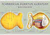 Anatomy of the Goldfish