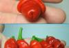 A pepper, nothing else.
