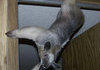 Anteater comp