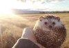 Meet Biddy, The Traveling Hedgehog