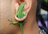 Anole