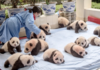 A Crop of Pandas