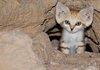Arabian Sand cat