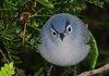 Angry Bird