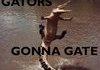 Alligators