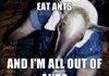 anteater