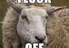 Angry Sheep