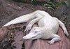 Albino Alligator