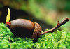 Acorn