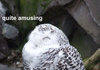 amused owl