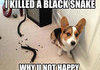 killing the black snake