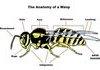 Anatomy of a Wasp