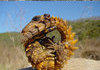 Armadillo Lizard