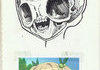 anime skull
