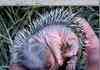 Adorable Hedgehogs